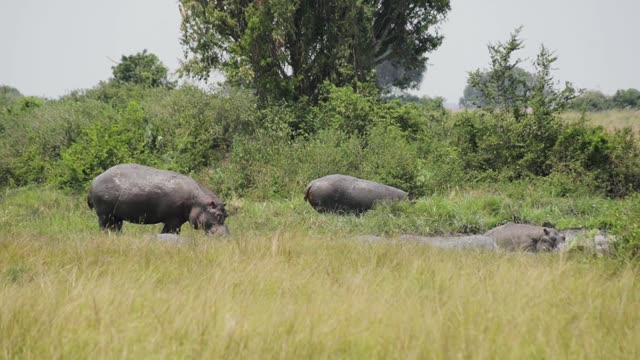 Hippos Grazing In Tall Grass