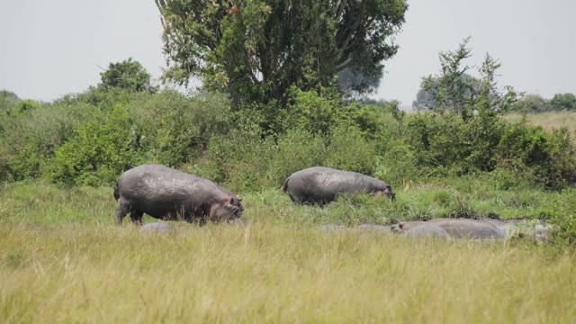Hippo Group Feeding On Bank