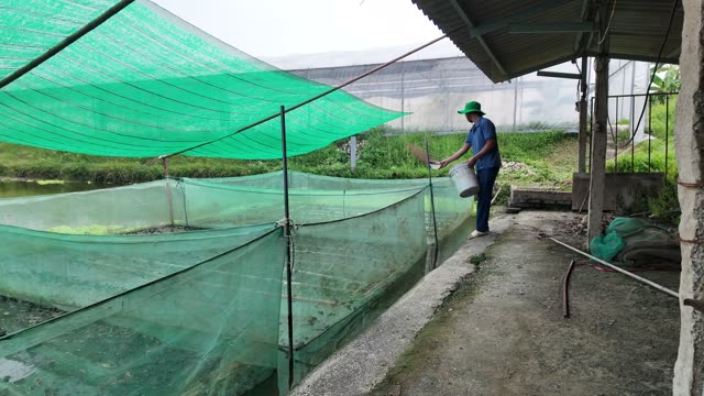 Frogs On Net Rafts