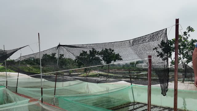 Net-Covered Frog Pond