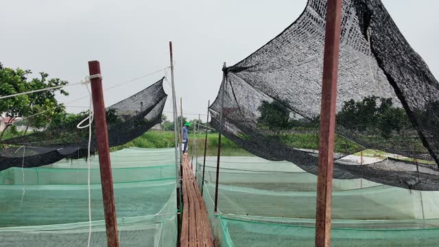 Many Frogs In A Farm Pen