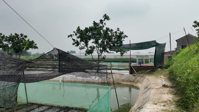 Young Frogs In Nursery Cages