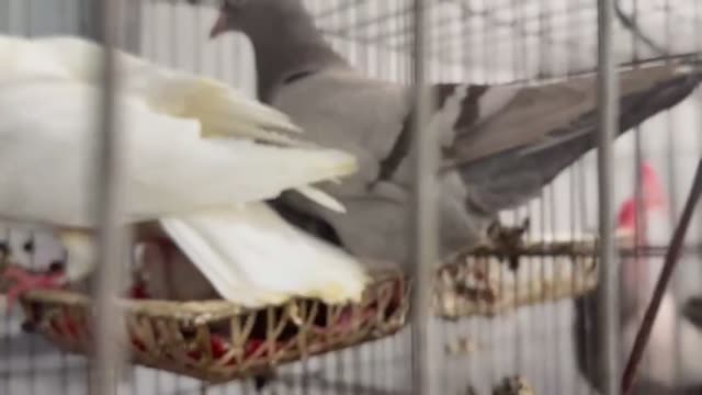 Baby Pigeon Squabs In A Cage