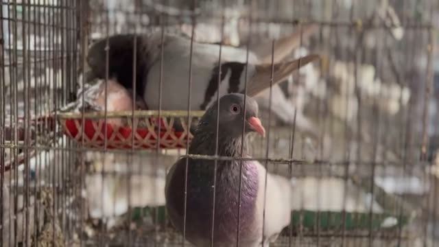 Pigeon Farm Hatchlings