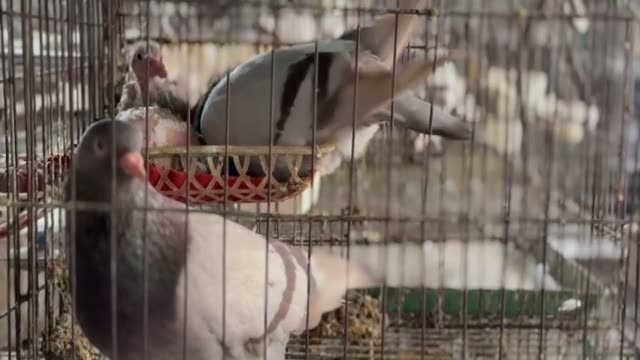Pigeon Farm Hatchlings
