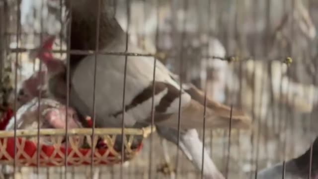 Pigeon Farm Hatchlings