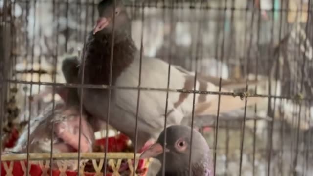 Pigeon Farm Hatchlings