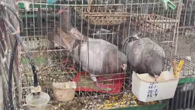 Sorting Young Pigeons