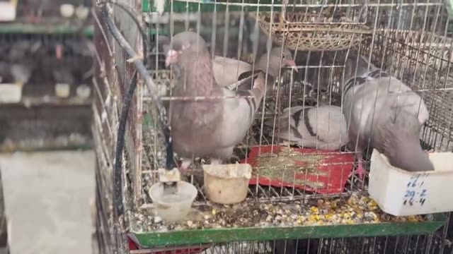 Sorting Young Pigeons