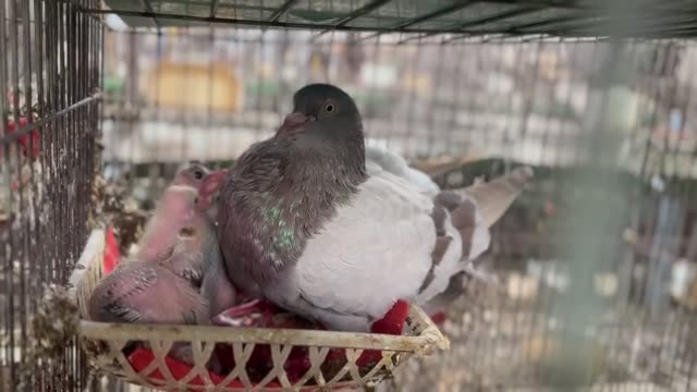 Newly Hatched Baby Pigeons