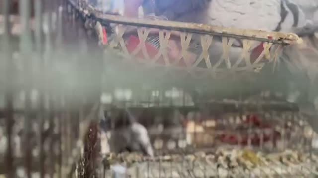 Newly Hatched Baby Pigeons