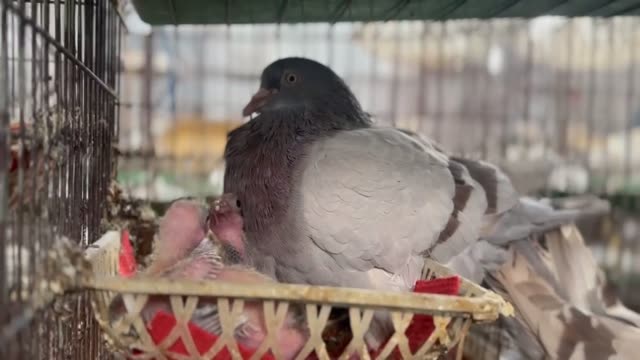 Newly Hatched Baby Pigeons