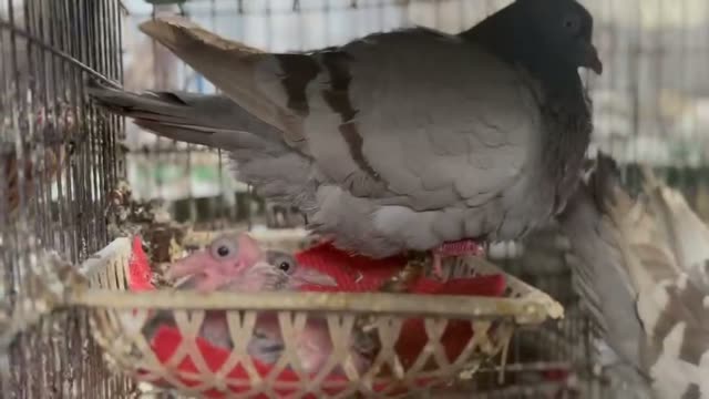 Newly Hatched Baby Pigeons