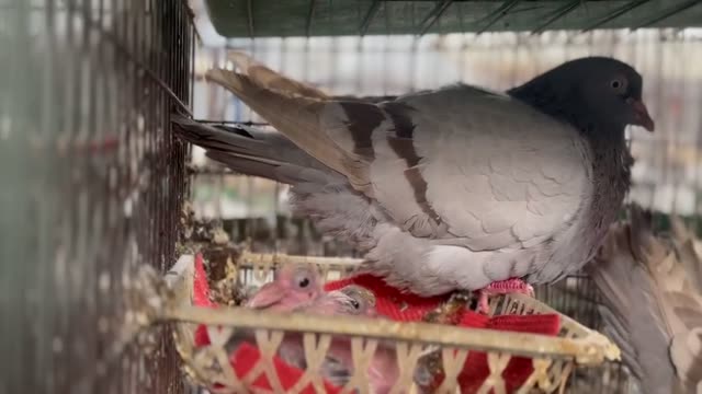 Newly Hatched Baby Pigeons