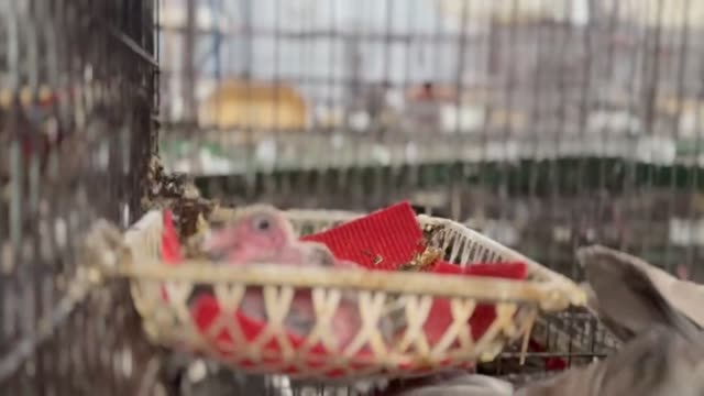 Newly Hatched Baby Pigeons