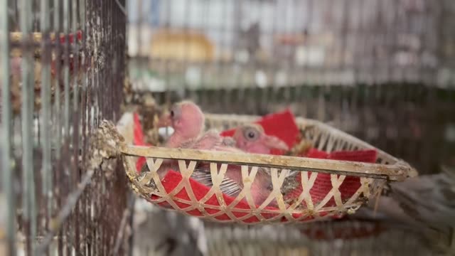 Newly Hatched Baby Pigeons