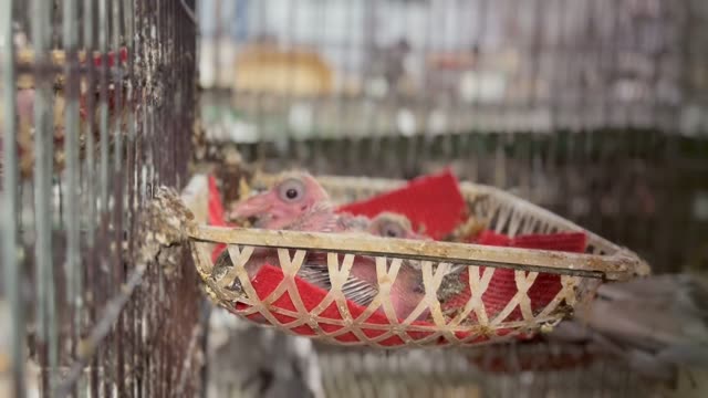 Newly Hatched Baby Pigeons