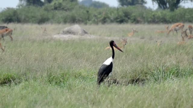 Saddle Billed Stork In Grass