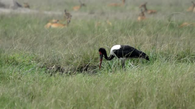 Stork Feeding In Wet Grass