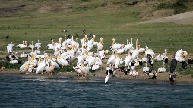 Pelican Colony On Lake Shore
