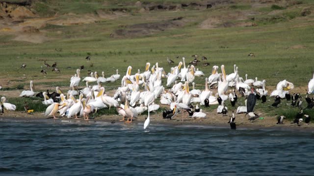 Pelicans And Cormorants On Shore