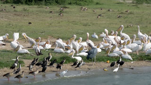 Pelican Flock Beside Marabou Stork