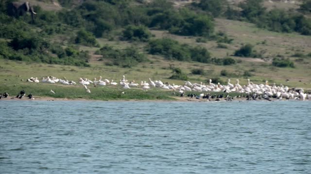Waterbirds Lining The Lake Edge
