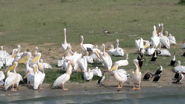 Pelicans Stretching Their Wings
