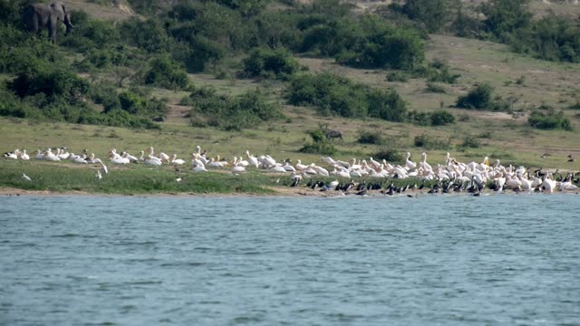 Elephant Behind Pelican Colony