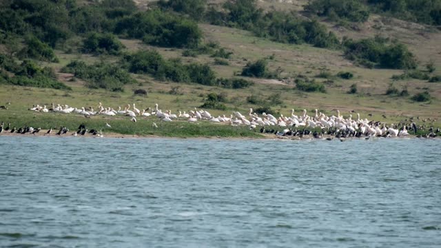 Waterbird Colony Below Green Hills