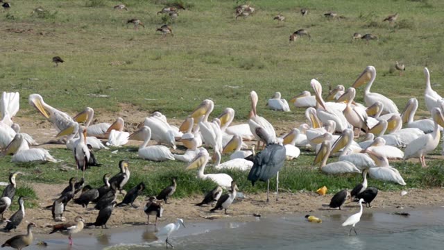 Marabou Stork Among Pelicans