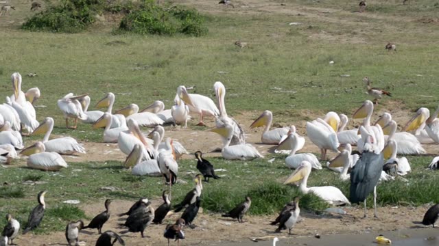 Pelicans Resting In Bright Sun