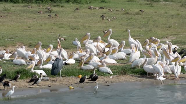 Great White Pelican Flock On Shore
