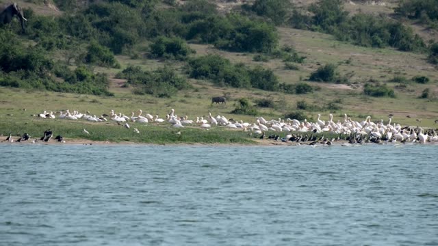 Pelicans And Cormorants Lake Edge