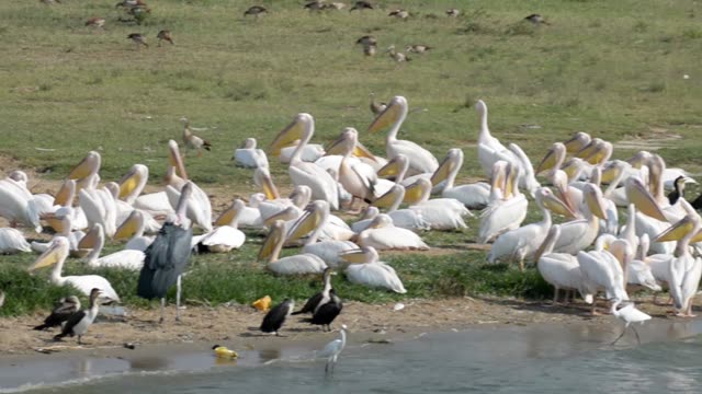Pelican Colony With Marabou Stork
