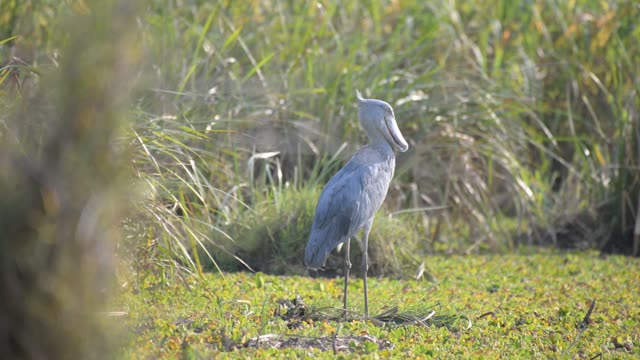 Thick-Billed Stork In Wetland