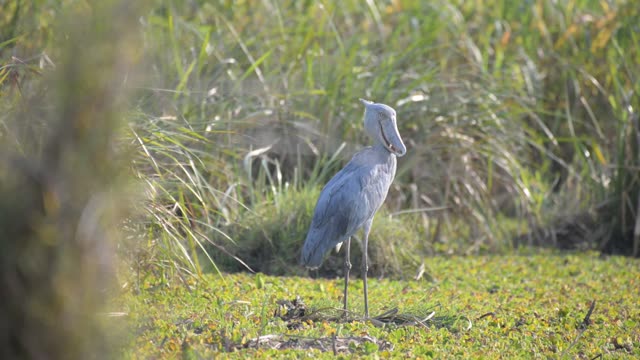 Stork Standing In Marsh Grass