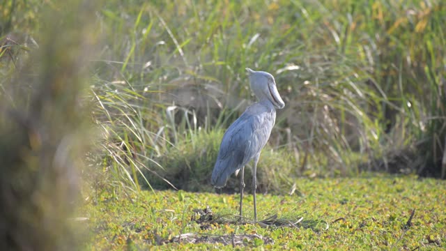 Thick-Billed Stork In Wetland