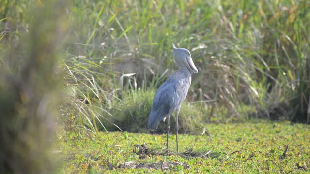 Thick-Billed Stork In Wetland