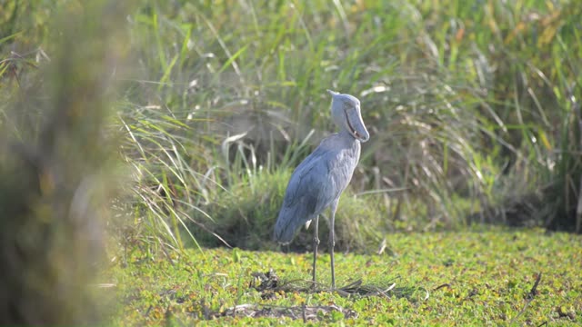 Stork Standing In Marsh Grass