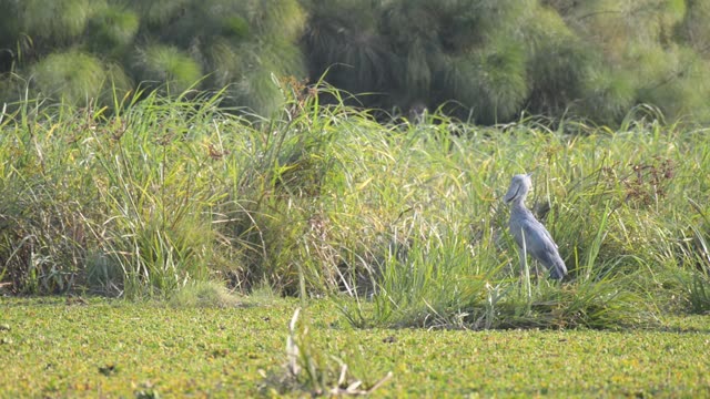 Stork Standing In Marsh Grass