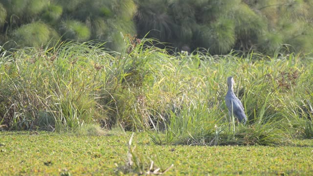 Thick-Billed Stork In Wetland