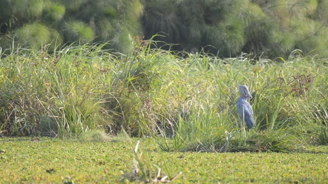 Stork Standing In Marsh Grass