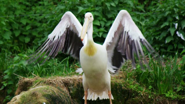 Pelican Flapping Wings Wide