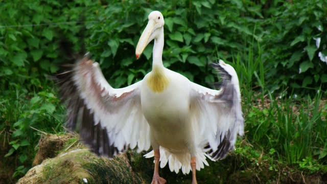 Pelican Flapping Wings Wide