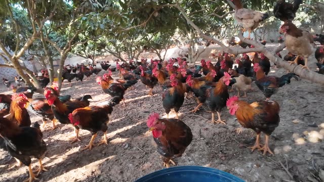 Chicken Farm Feed Storage