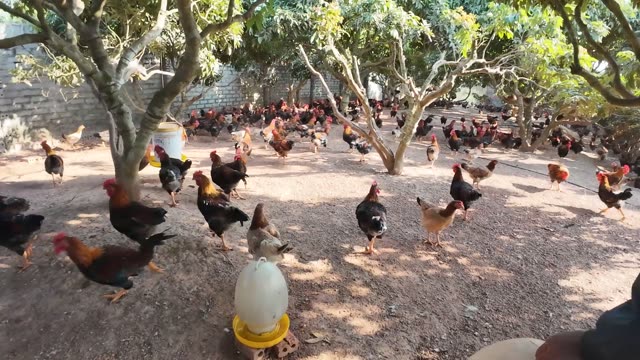 Chicken Farm Feed Storage