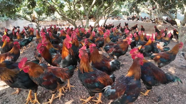 Collecting Eggs At The Chicken Farm