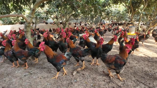 Chicken Farm Feed Storage