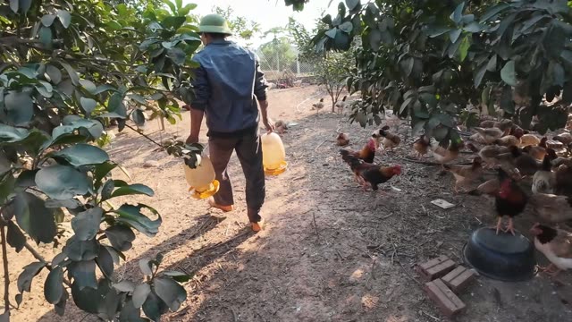 Free-Range Chickens In The Barn